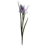 Iris Singolo • 70 cm