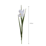 Iris Singolo • 70 cm