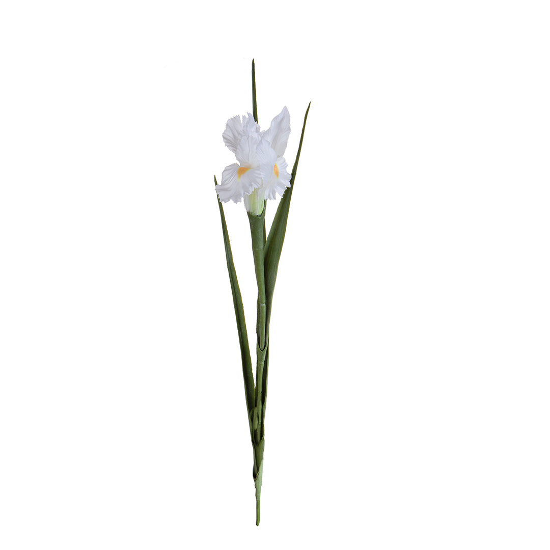 Iris Singolo • 70 cm