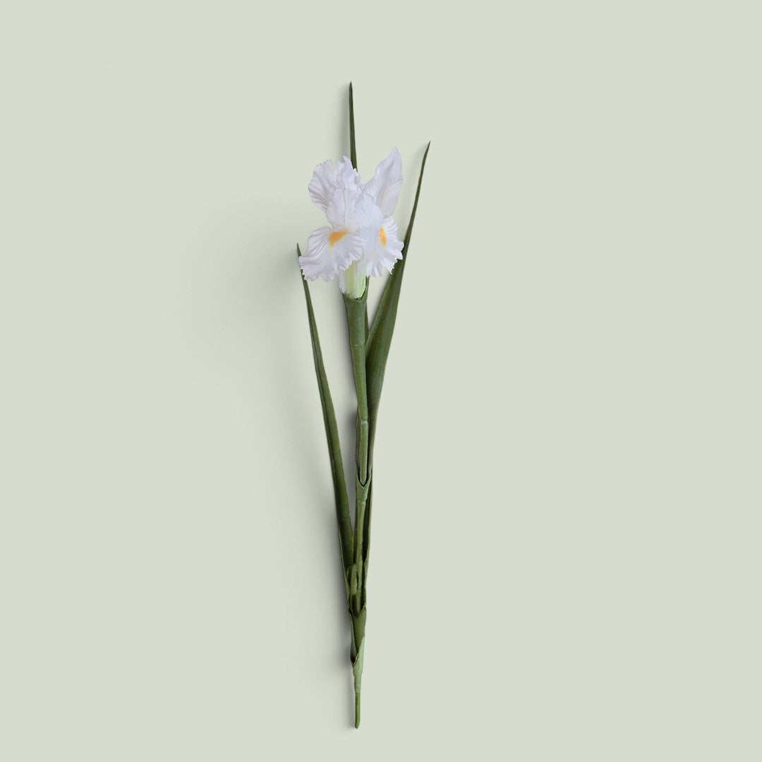 12 Pezzi • Iris Singolo • 70 cm