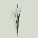 12 Pezzi • Iris Singolo • 70 cm