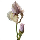 Iris con 1 fiore e 1 boccio •  79 cm