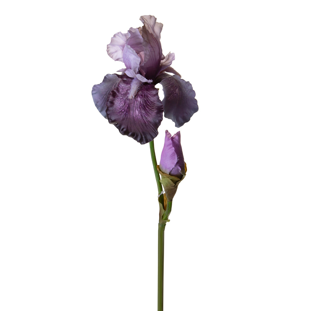 Iris con 1 fiore e 1 boccio •  79 cm