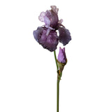Iris con 1 fiore e 1 boccio •  79 cm