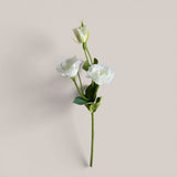 Lisianthus 2 Fiori/1 Boccio • 43 cm