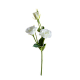 Lisianthus 2 Fiori/1 Boccio • 43 cm