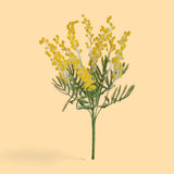6 Pezzi • Mimosa Mazzolino • 37 cm