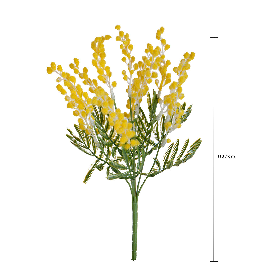 Mimosa Mazzolino • 37 cm