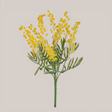 Mimosa Mazzolino • 37 cm