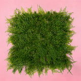 Matonella mix felce • 50X50cm
