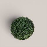 Sfera D. Dichondra • 30 cm