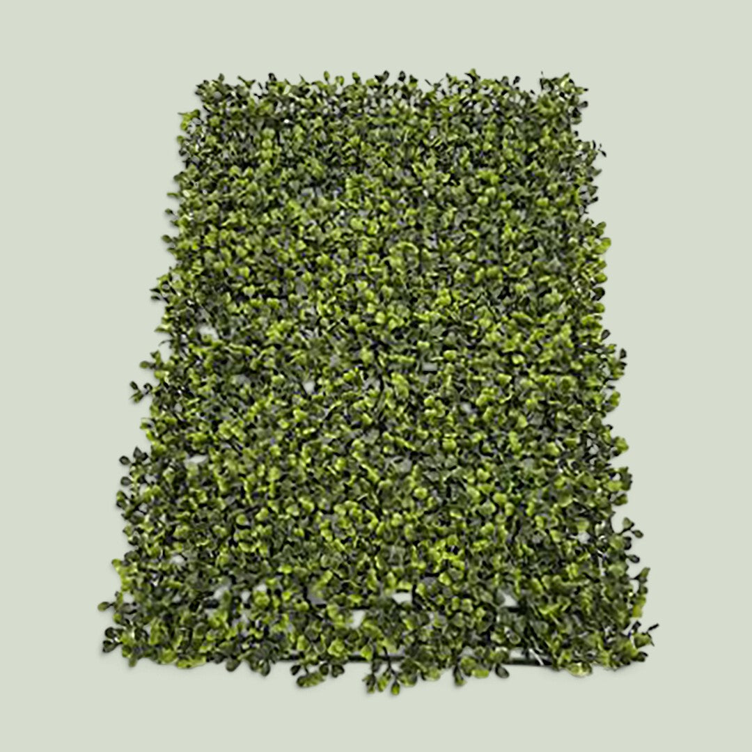 3 Pezzi • Mattonella Dichondra • 60 cm