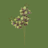 Orchidea x2 • 62 cm