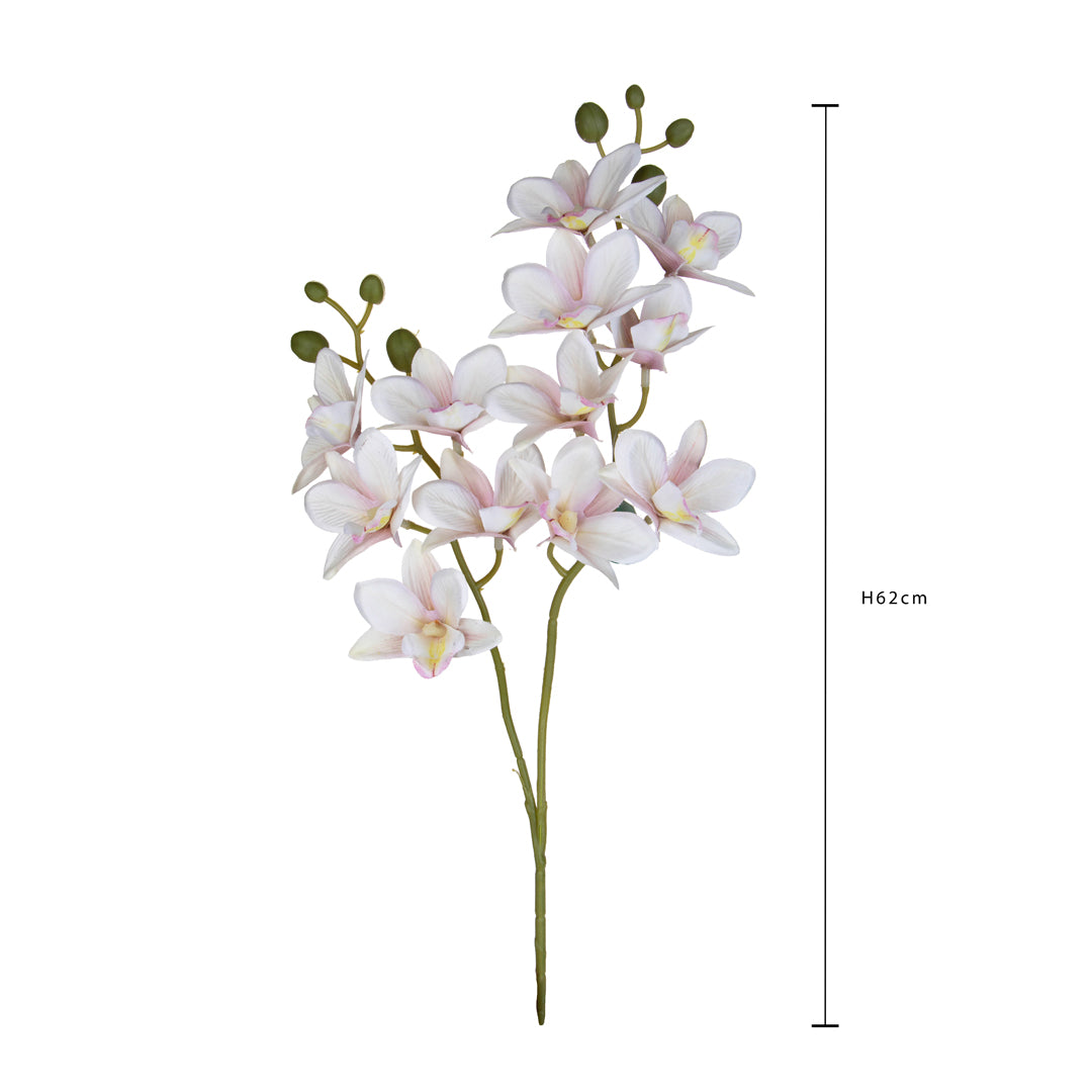 Orchidea x2 • 62 cm