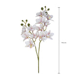 Orchidea x2 • 62 cm