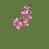 Orchidea x2 • 62 cm