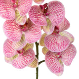 2 Pezzi • Orchidea artificiale con 9 fiori • 110 cm