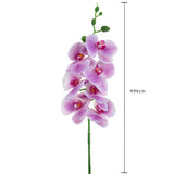 12 Pezzi • Phalaenopsis per 7 fiori• 96 cm