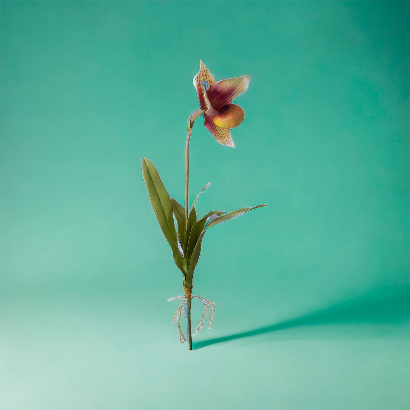 2 Pezzi • Orchidea artificiale con scarpetta e foglie • 64 cm