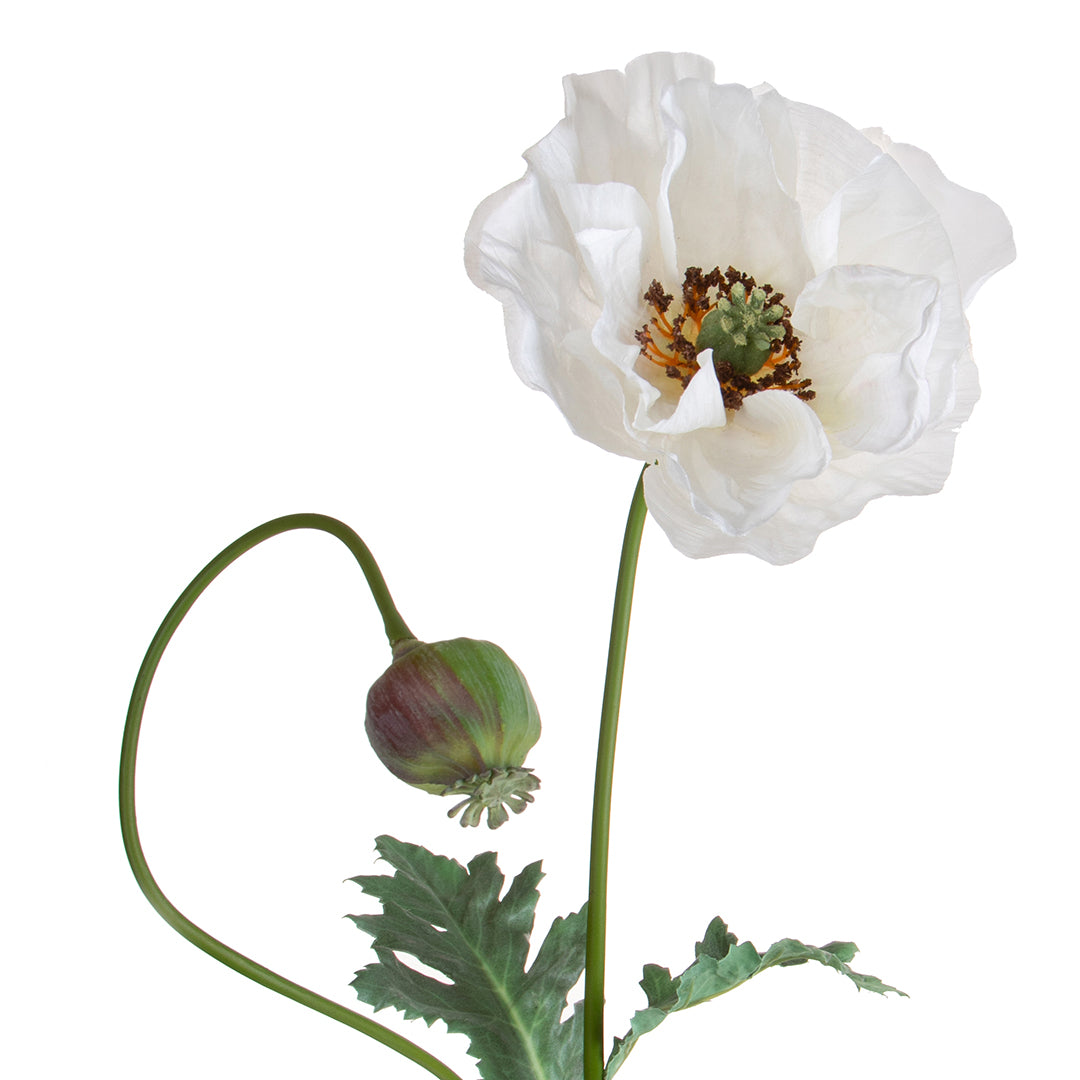Papavero con Boccio • 77 cm