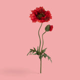 4 Pezzi • Papavero per 2 fiori • 74 cm