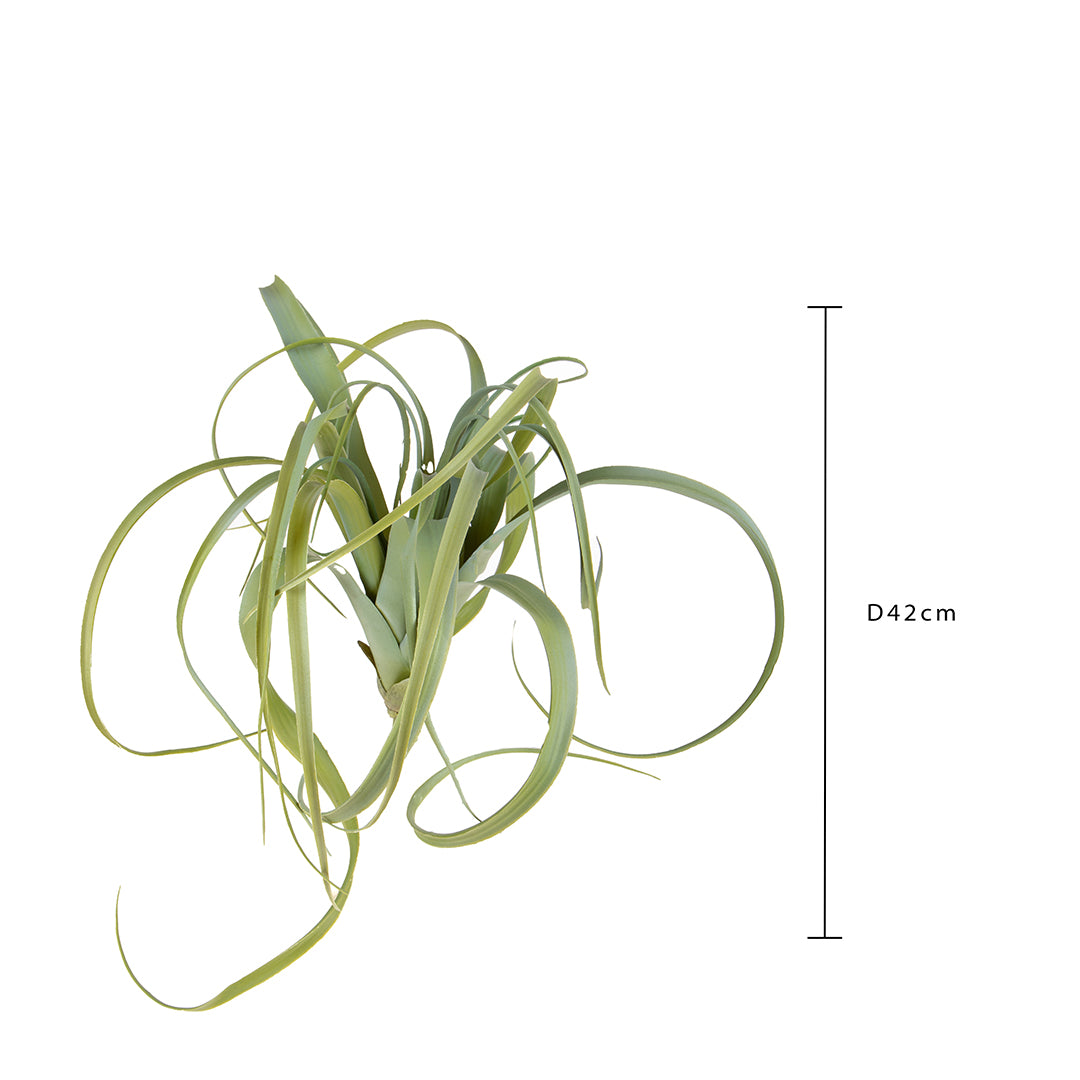 Verde Invernale artificiale Tillandsia • 50 cm