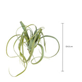 Verde Invernale artificiale Tillandsia • 50 cm
