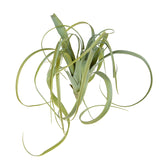 Verde Invernale artificiale Tillandsia • 50 cm