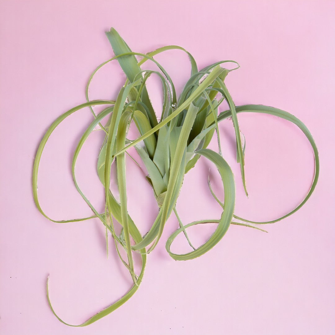 Verde Invernale artificiale Tillandsia • 50 cm