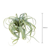 Tillandsia artificiale • 60 cm
