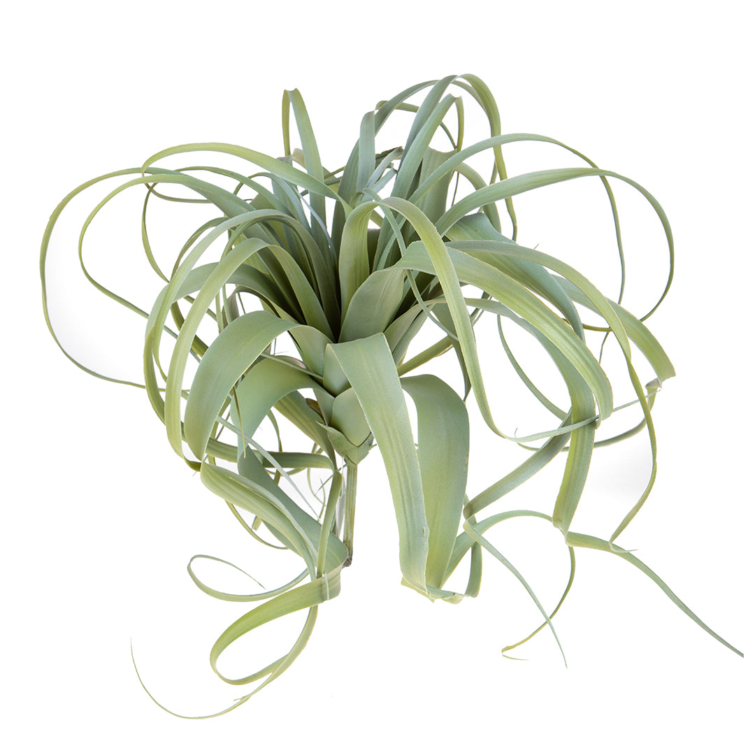 Tillandsia artificiale • 60 cm