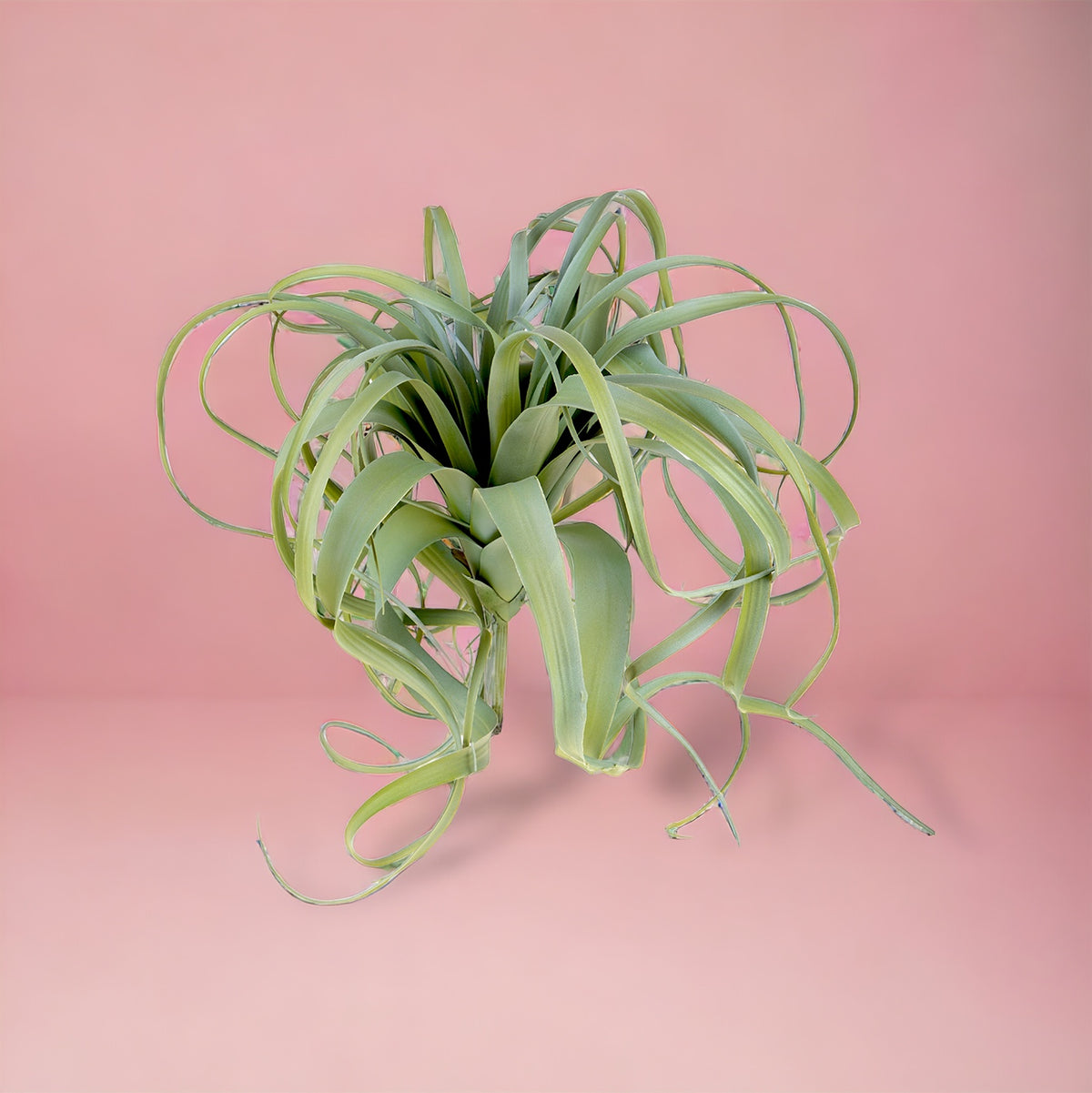 Tillandsia artificiale • 60 cm