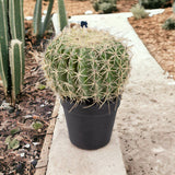Verde artificiale Echinocactus • 25 cm