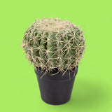 Verde artificiale Echinocactus • 25 cm