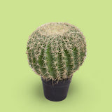 Verde artificiale Echinocactus • 36 cm