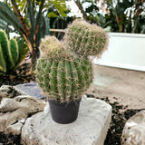 Verde artificiale Echinocactus per 3 rami • 43 cm
