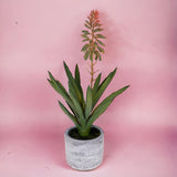 Aloe artificiale In Vaso • 36 cm