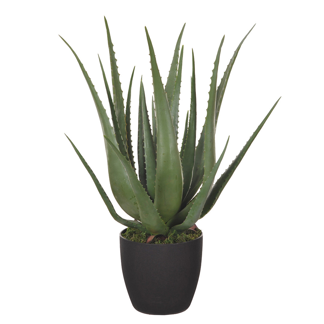 Aloe artificiale con vaso alto • 70 cm