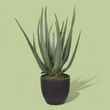 Aloe artificiale con vaso 17 foglie • 55 cm