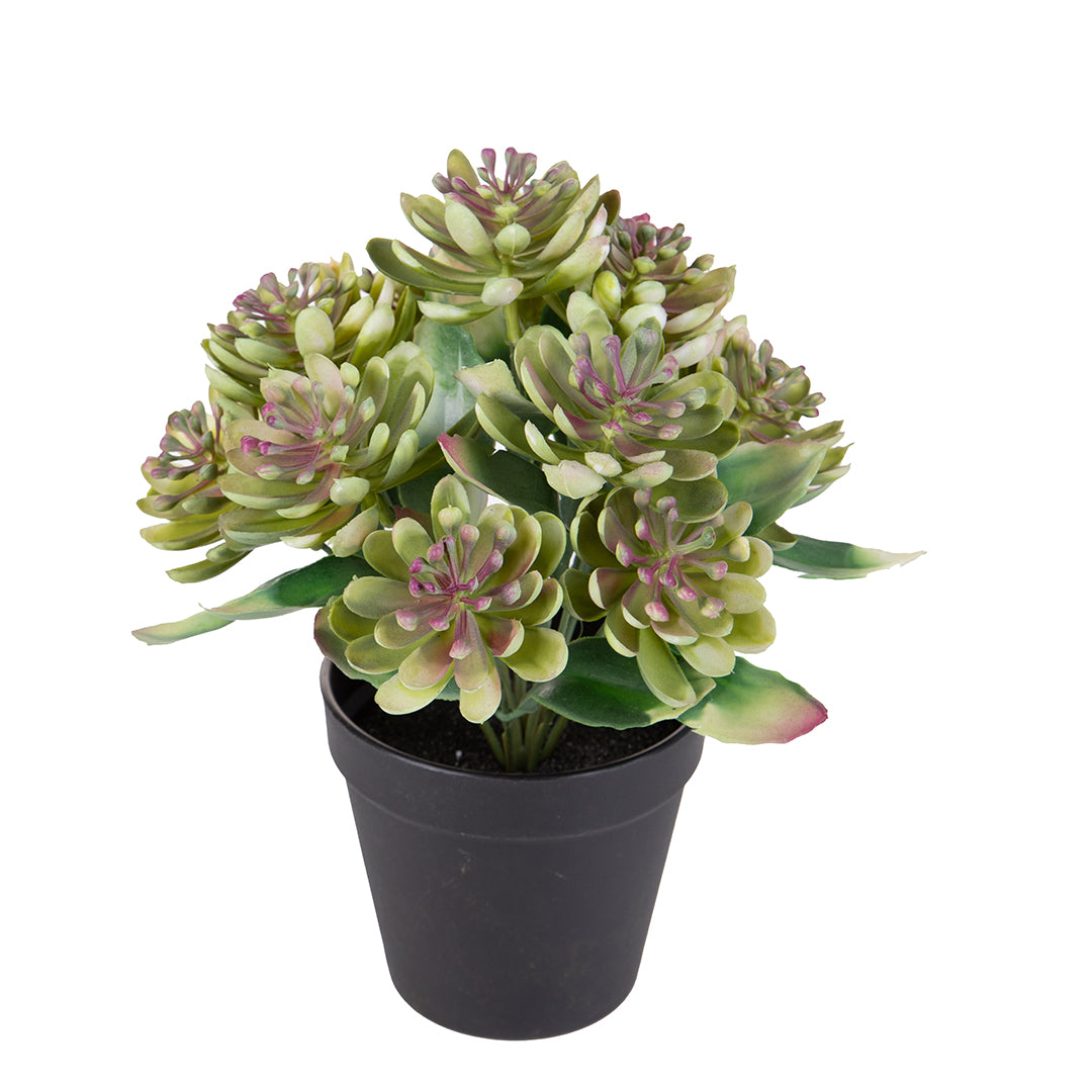 Pianta Succulent artificiale In Vaso artificiale • 25 cm