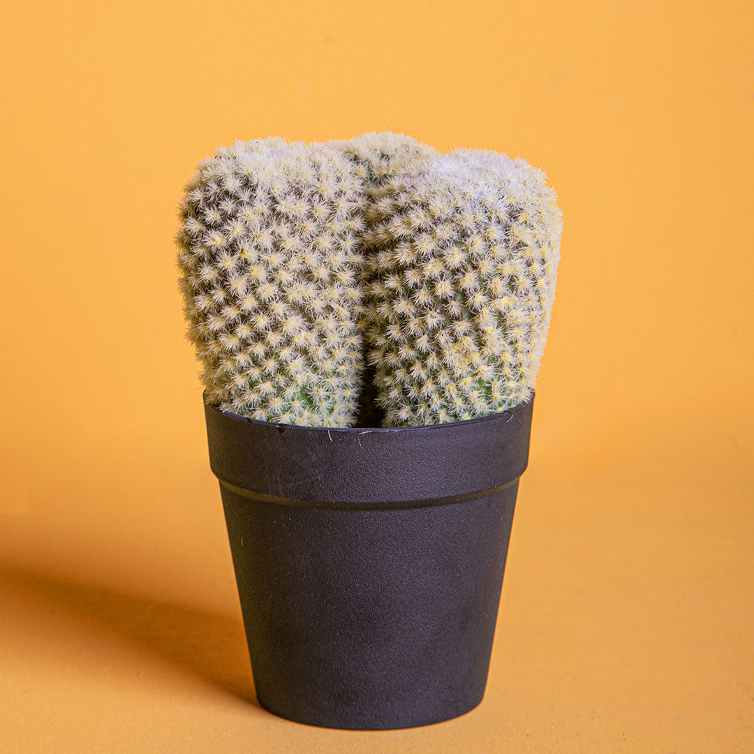 Cactus con vaso artificiale •  16 cm