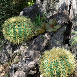 Verde artificiale Echinocactus • 27 cm