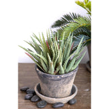 Aloe artificiale •  24 cm
