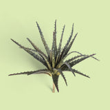 Aloe artificiale •  24 cm