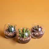 3 Pezzi • Pianta grassa con vaso artificiale • 5 cm