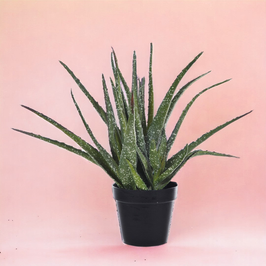 Verde artificiale Hawortia aloe artificiale con vaso • 35 cm
