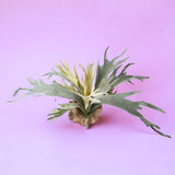 Platycerium per artificiale •  48 cm