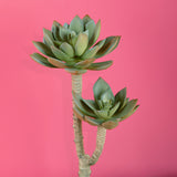 2 Pezzi • Succulent a 2 diramazioni artificiale • 22 cm