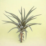 2 Pezzi • Tillandsia artificiale • 16 cm