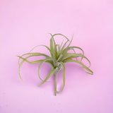 4 Pezzi • Tillandsia artificiale • 25 cm